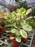 Magnolifolia bols en internet