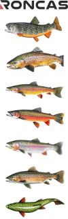 CALCOMANIA CON RELIEVE - PECES (18cm x 9cm)