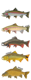 CALCOMANIA CON RELIEVE - PECES - comprar online