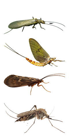 CALCOMANIA CON RELIEVE - INSECTOS - comprar online
