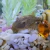 Ração Peixes Bottom Fundo Aquário 110g Nutricon - online store