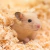 Serragem Maravalha Prensada para Hamster, Coelhos e Roedores 800g - Passaronline | Acessórios para criação de pássaros 