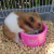 2UN - Megazoo Extrusada Hamster e Gerbil Super Premium (300g) - buy online
