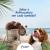 Prefere Gelato Especial para Cães - Chocolate (50g) - Passaronline | Acessórios para criação de pássaros 