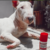 Neodexa Spray Coveli para Cães e Gatos 125ml na internet