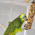 Prefere Bastão de Sementes para Papagaio, Maritaca e Arara (200g) on internet