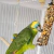 Prefere Bastão de Sementes para Papagaio, Maritaca e Arara (200g) en internet