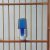 Bebedouro Torneio Pequeno Azul (15ml) - 2un - Passaronline | Acessórios para criação de pássaros 