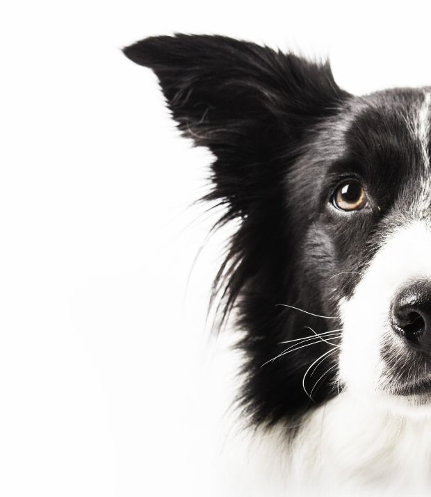 Cães