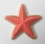 Aplique Estrela do Mar 3.5 cm na internet
