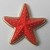 Aplique Estrela do Mar 3.5 cm - comprar online