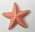 Aplique Estrela do Mar 3.5 cm - Atacadão das Fitas 