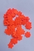 Florzinha Prensada - 50 Unids. - comprar online