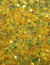 CONFETE ESTRELA PAETÊ AMARELO - 10 g