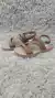 SANDALIAS 24/25 - comprar online