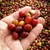1kg - Em Grãos - Serra Gerais Gourmet - CAFÉ SERRA GERAIS