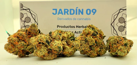 Cogollos Interior - comprar online