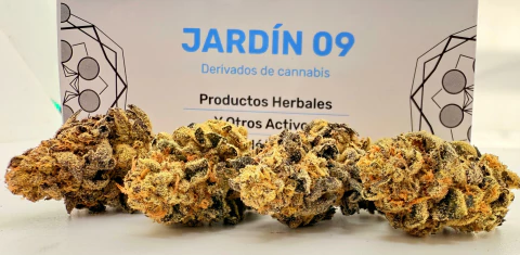 Cogollos Exclusivos - comprar online