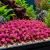 Aquabiz Planta Plastica Placa Erica Rosa 25x25cm L202 na internet