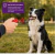 Clicker Com Apito Para Adestramento Cães Jambo - PET PATAO SHOP