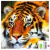 Artesanato Pintura Com Diamante Diy 25X25 - TIGRE HGX195 - comprar online