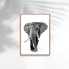 QUADRO ELEFANTE PRETO E BRANCO II - comprar online