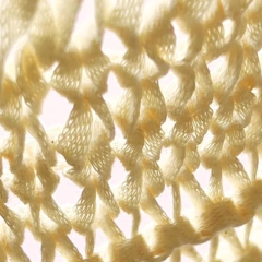 CINTA DE ALGODON • Madeja 225 gr - tienda online