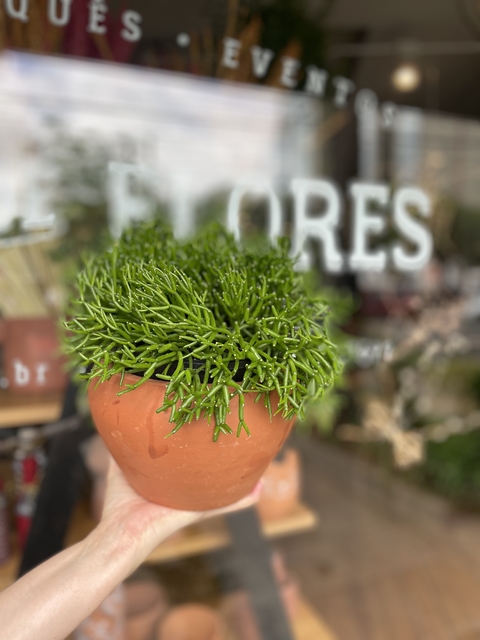 Rhipsales