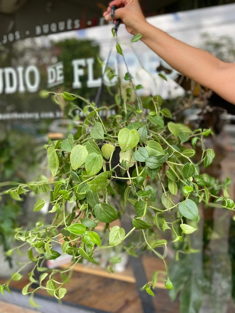 Peperomia Escura Pendente