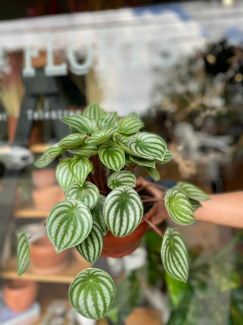 Peperomia Melancia