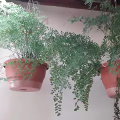 Cuia Veneza Prato Anti-Dengue (M-24x14,5) Cerâmica RIQUEPLÁS - Cultiv.me