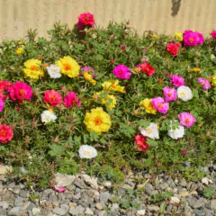 Sementes Portulaca Grandiflora (Sortida) Blueline TOPSEED - comprar online
