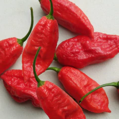 Sementes de Pimenta Bhut Jolokia Aimoré Super ISLA na internet