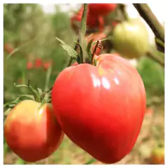 Sementes de tomate coração-de-boi ISLA - Cultiv.me