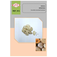 Sementes de Abobora Sergipana (Jerimum de Leite) ISLA - comprar online