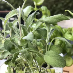 Cápsula Reposição Horta Inteligente (Sálvia) BROTA