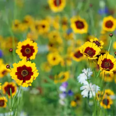 Sementes de Coreopsis Elegant (Sortida) TOPSEED - loja online