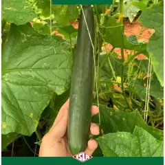 Sementes de Pepino Híbrido Nagai Japonês (800mg) SUPER ISLA - comprar online