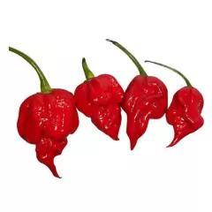 Sementes Pimenta Cowboy [Trinidad Scorpion Vermelha] FELTRIN - loja online