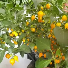 Sementes de Pimenta Guadalajara (Biquinho Amarela) FELTRIN - Cultiv.me