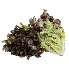 Sementes de Alface Mimosa Roxa TOPSEED na internet