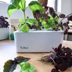 Horta Inteligente Branca Clássica (20X20cm) BROTA COMPANY - Cultiv.me