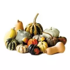 Sementes de Abobrinha Decorativa [Sortida] ISLA - comprar online