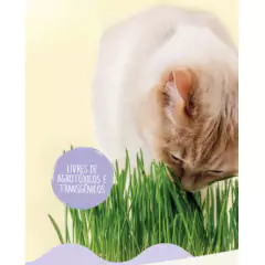 Kit de Cultivo Grama de Gato e Trigo (Linha Pet) ISLA - Cultiv.me