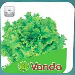 Sementes de Alface Vanda Frisada Peletizada (1000un) ISLA - comprar online