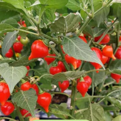 Imagem do Sementes de Pimenta Iracema (Biquinho Vermelha) Super ISLA