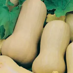 Sementes de Abóbora Chicago Super ISLA