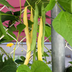 Imagem do Sementes de Feijão Vagem Rasteiro Amarelo Baixo TOPSEED