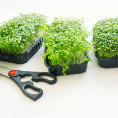 Sementes Brotos Microverdes de Almeirão FELTRIN - loja online