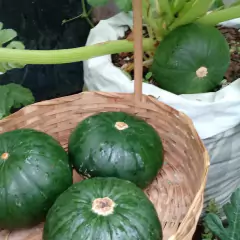 Sementes de Abobrinha de Tronco Tortuga (Orgânica) ISLA - loja online